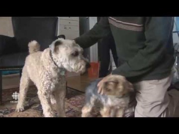 CBC News Fri May 1 - ElderDog